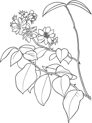 Pereskia Aculeata Or Barbados Gooseberry Or Leaf Cactus Coloring Page